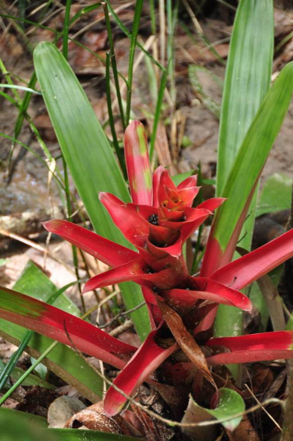 É sempre possível achar flores na Gran Sabana, na Venezuela